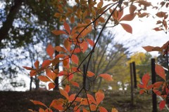逆光に透ける紅葉