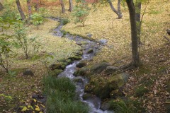 落葉の積もる流れ