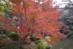 池畔の真っ赤な紅葉