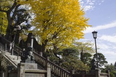 石段脇の大銀杏
