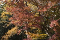 成田山公園