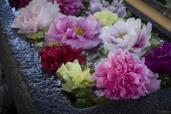 花手水の牡丹