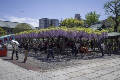 藤棚の広場と参拝者