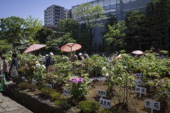 西新井大師 牡丹園