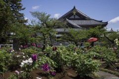 西新井大師 牡丹園 大本堂を望む