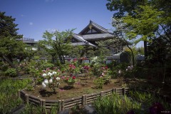 西新井大師 牡丹園 白牡丹と屋根