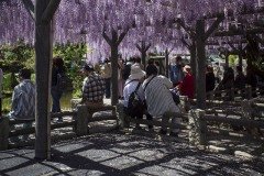 藤棚の木陰のベンチ