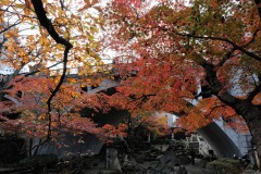 音無親水公園 紅葉