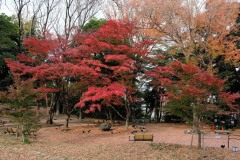 旧渋沢庭園