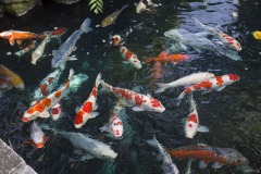 鯉