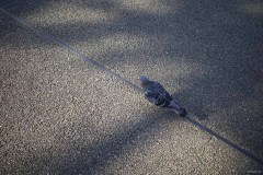 鳩