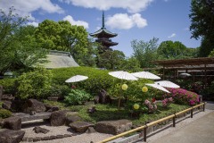 上野東照宮 ぼたん苑