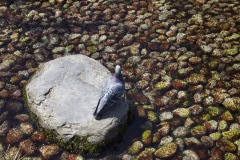 水辺の鳩