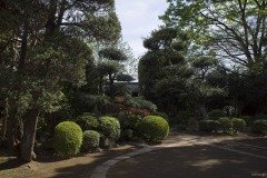 座敷から見た庭