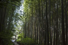 ひよどり坂 竹林の小径
