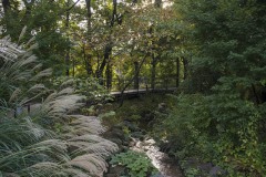 ススキの咲く庭園