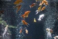 キンギョの群れ