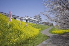 関宿城 菜の花の坂道とのぼり