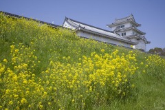 関宿城 菜の花の斜面ごしの天守