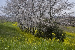 土手の一本桜