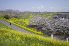 桜と菜の花