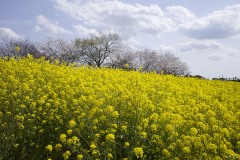 菜の花畑と桜並木