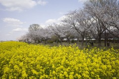 菜の花畑ごしの桜並木