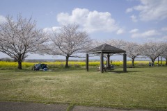 関宿城公園 桜の下の東屋