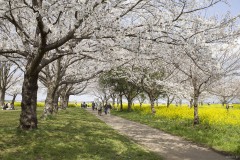 桜並木の遊歩道