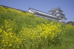 関宿城 菜の花の斜面ごしの天守