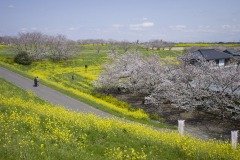 桜と菜の花