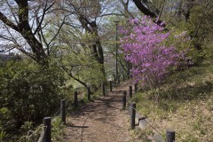 桜山