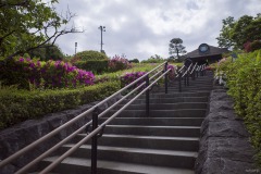 柴又公園 ツツジ咲く階段