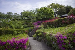 柴又公園 ツツジの斜面