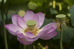 ハスの花 開いた花托と散り際