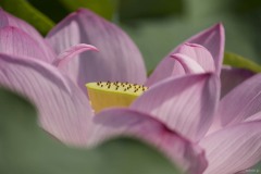 ハスの花 花びらのアップ