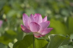 ハスの花 淡紅の一輪