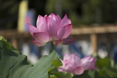 ハスの花 二輪の並び