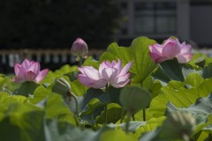 ハスの花 群れ咲く花と葉