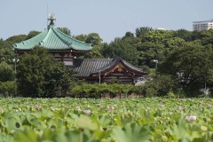 不忍池辨天堂 ハス越しの堂