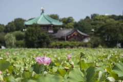 不忍池 一面のハスと辨天堂