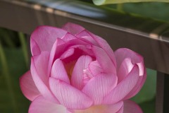 ハスの花 葉陰の一輪