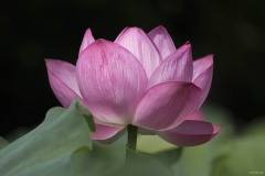 ハスの花 濃い桃色の花