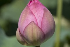 ハスの花 開きかけの蕾