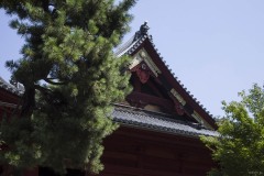 寛永寺 清水観音堂 松ごしの屋根