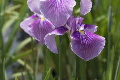 花菖蒲 紫紅の絞り