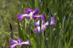 花菖蒲