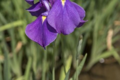 花菖蒲 濃紫の一輪