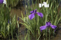 花菖蒲 水辺の紫と蕾