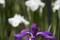 花菖蒲 白を背にした紫